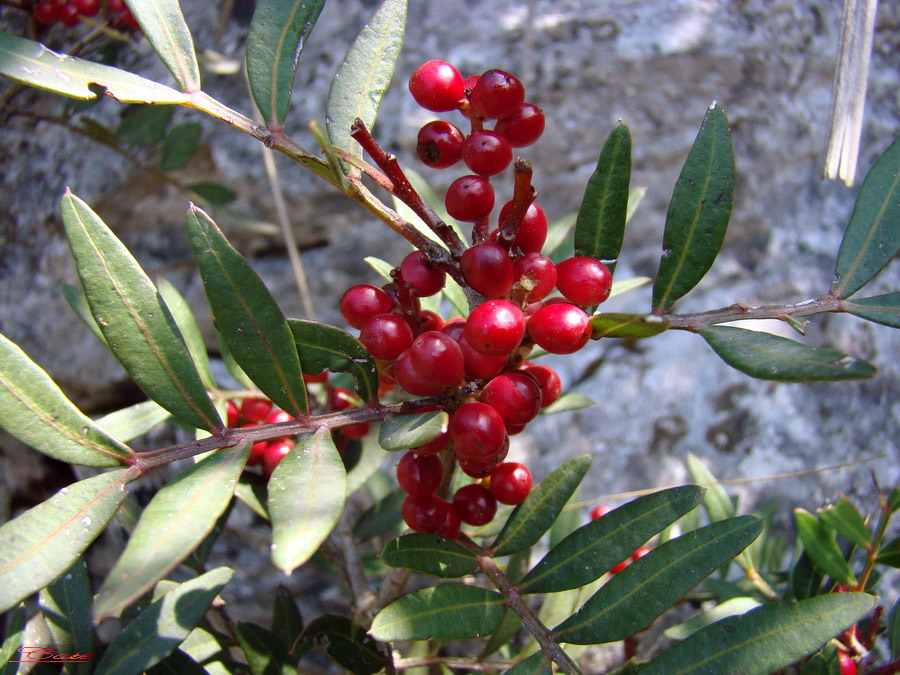 Alla conquista della vetta di Monte Circeo